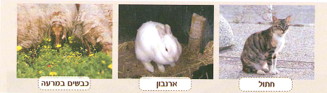 (בספר תמונה)